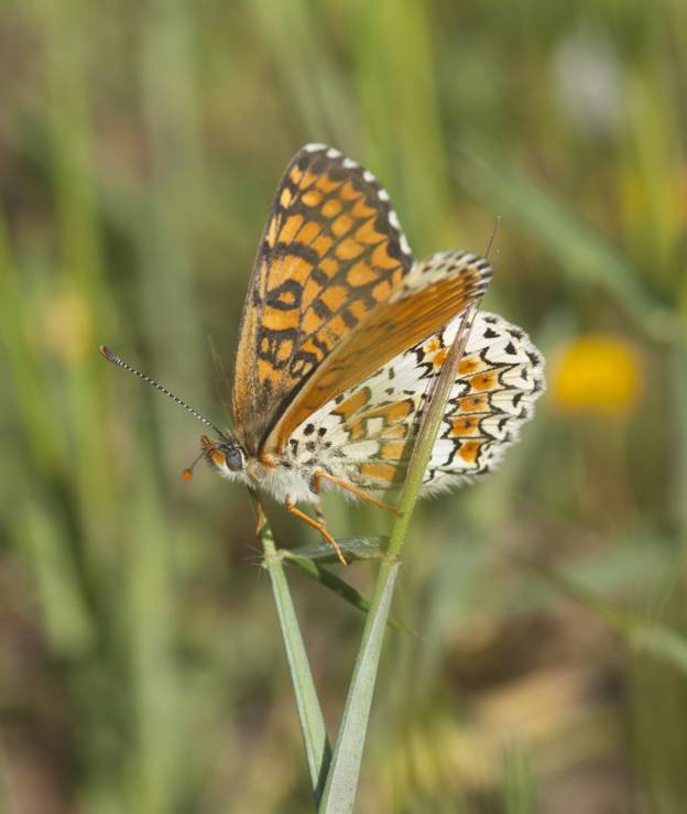 Melitaea cinxia?